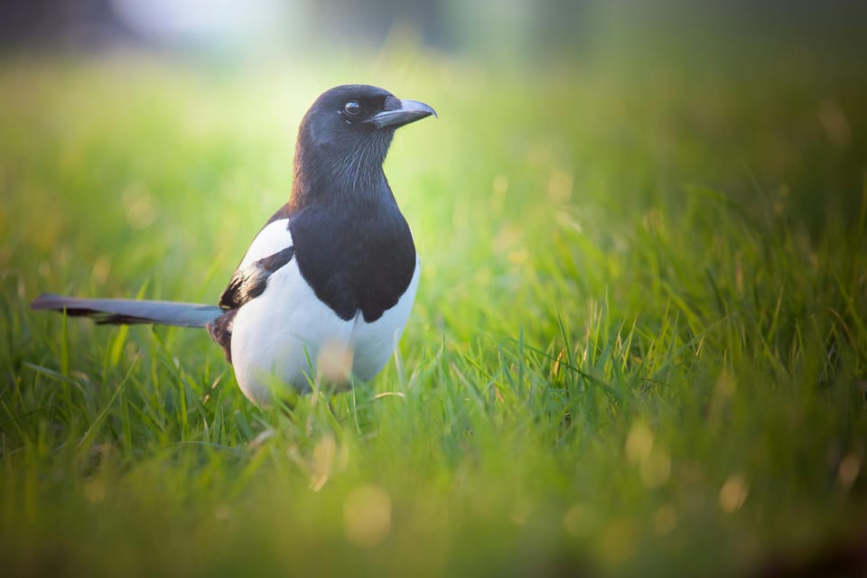 Magpie Oracle Ancestral Cleromancy